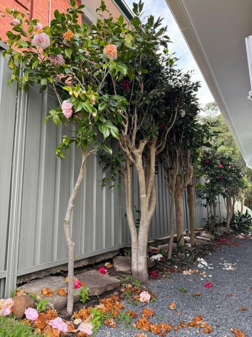 Sunny Rose * Shellharbour